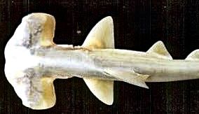 Sphyrna tudes_04.jpg